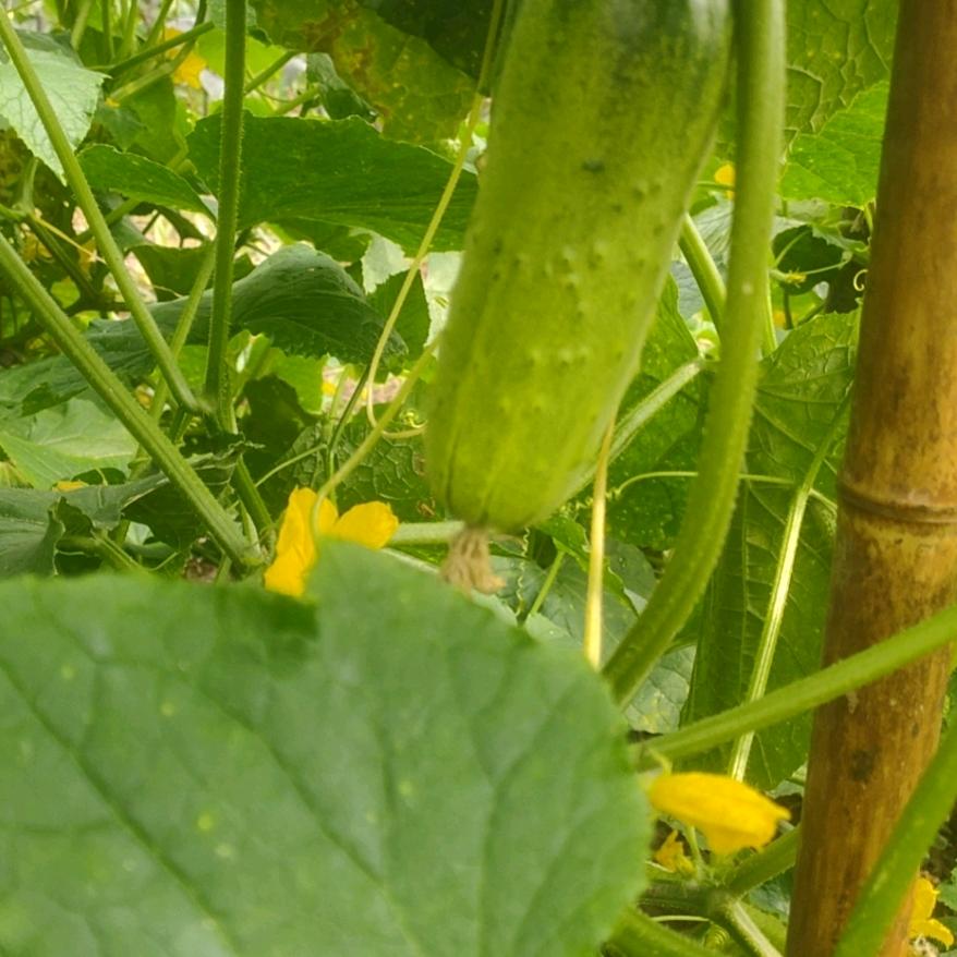红蜻蜓