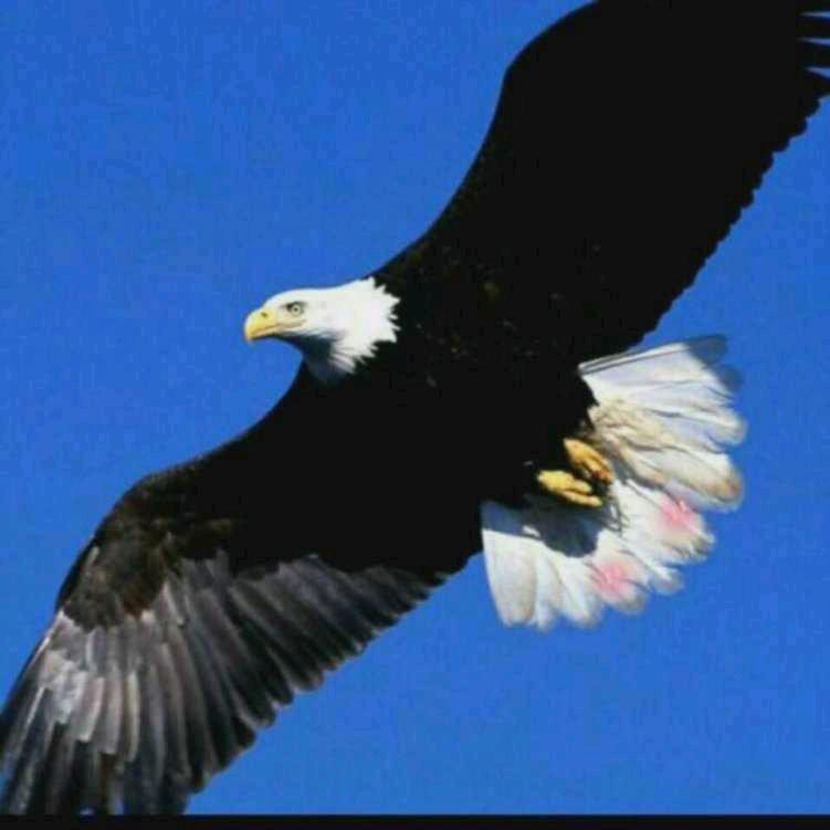 自由飞翔，028925590