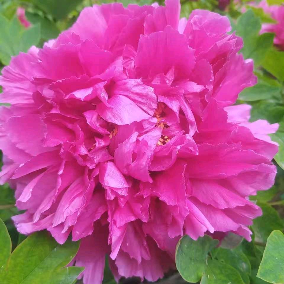 莲花开一姐