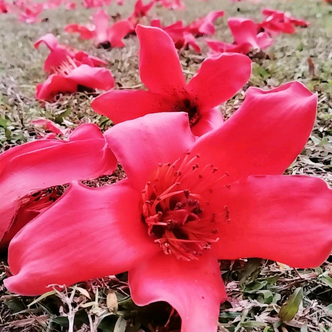 守望星空……🍭🍭🍭