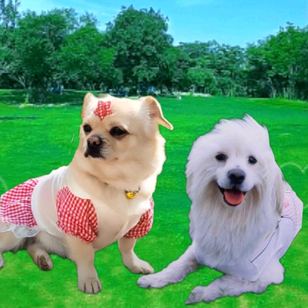 吉利是格格小跟班