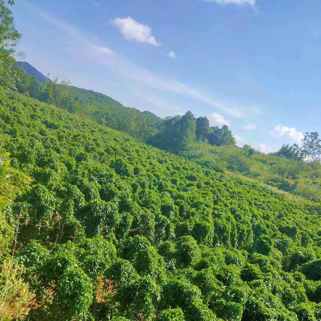 A.袁晓华（瑞昌山药）