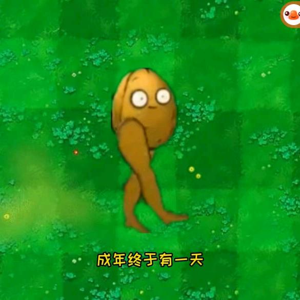 长腿的坚果（成年版）