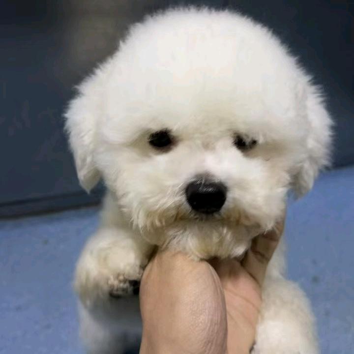 章鱼鱼鱼鱼（求推荐）