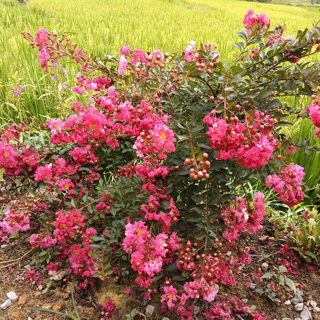 陈好多钱