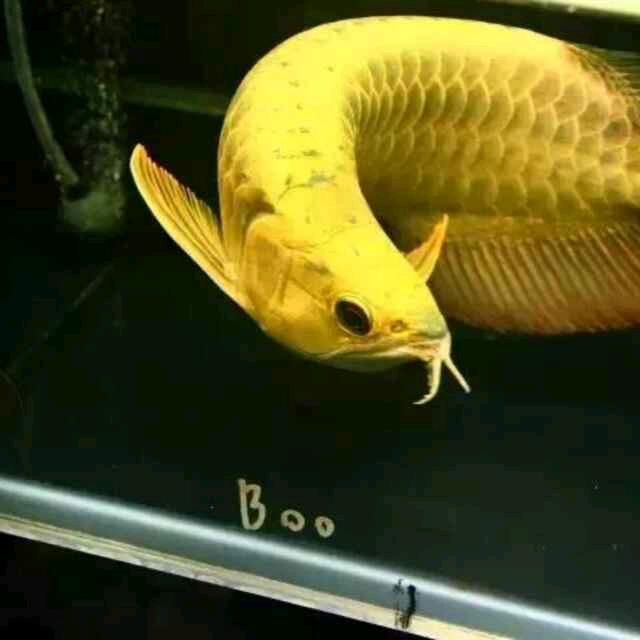岁寒三友