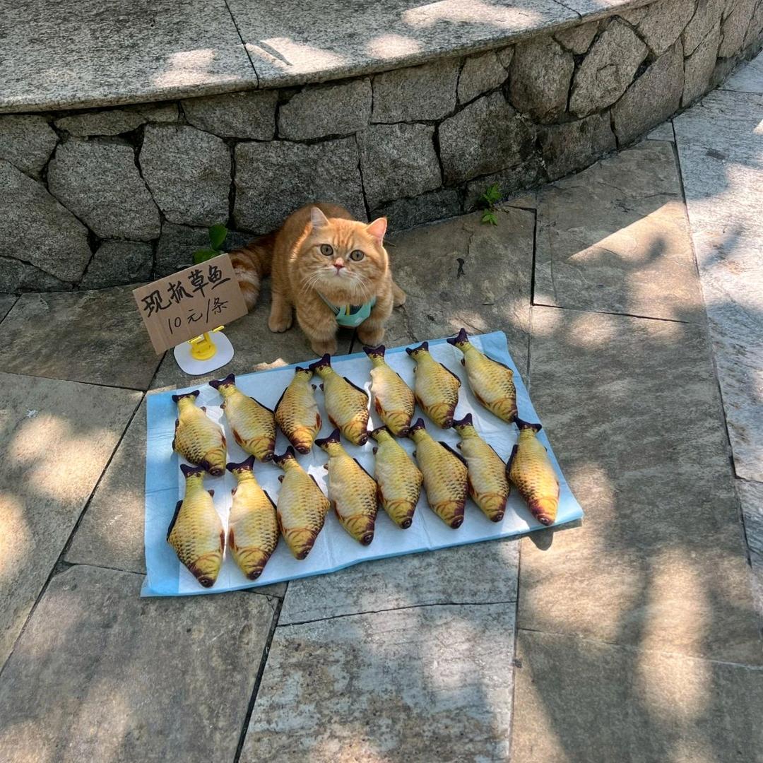 搞笑视频🥳