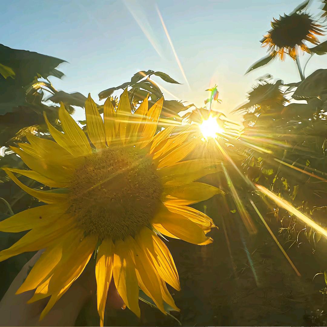 温柔的🌻