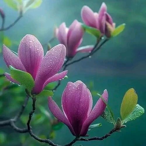 雁南飞🌹🌷🌹🌷🌹🌷