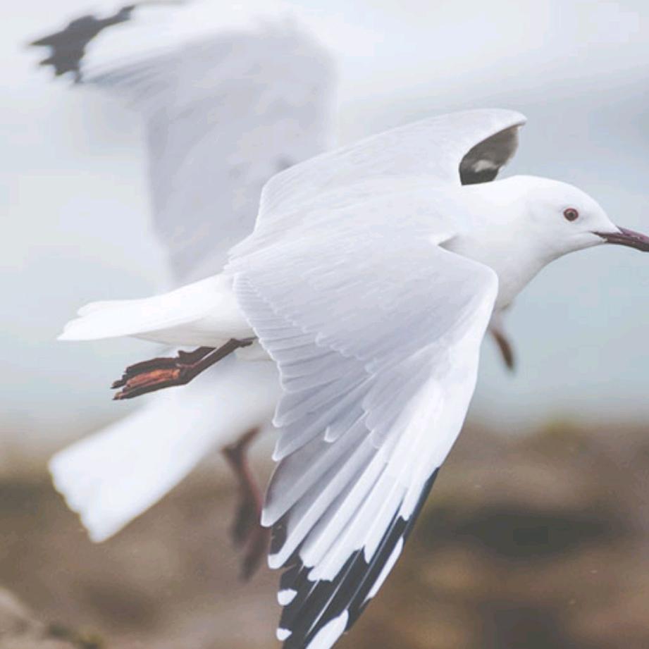 小土菠萝（直播卖卡）