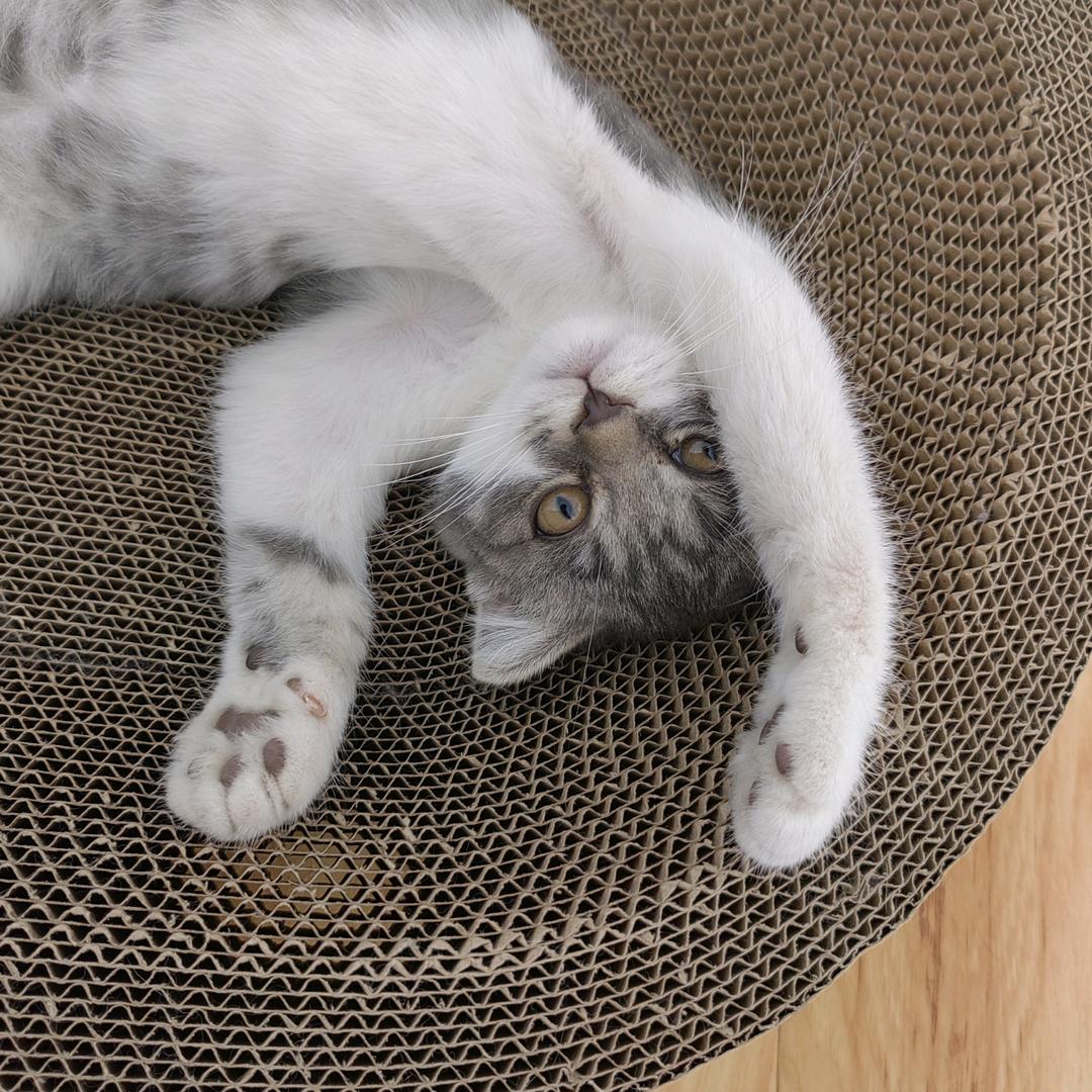 一只猫•