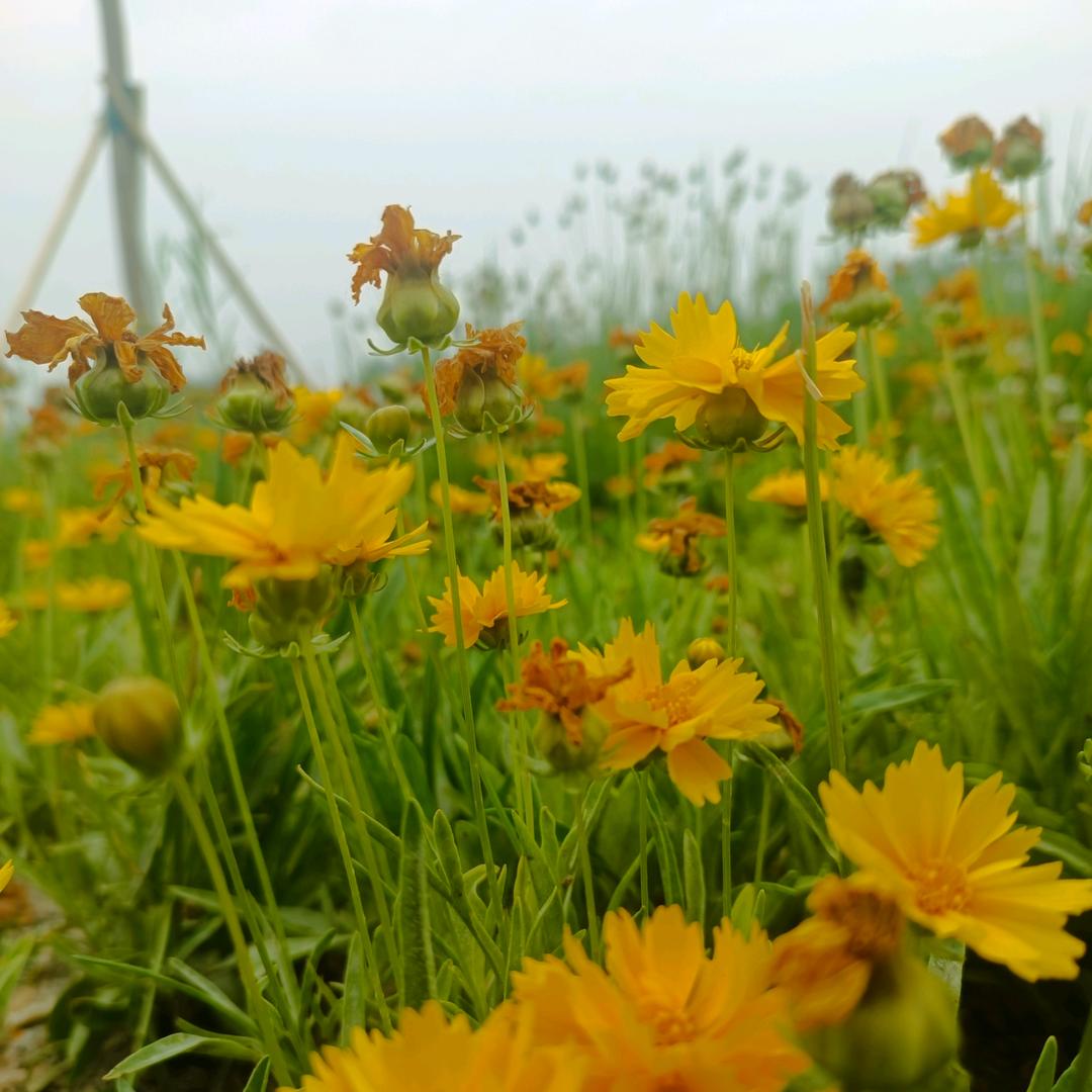 爱吃心形波板糖的果木炭火