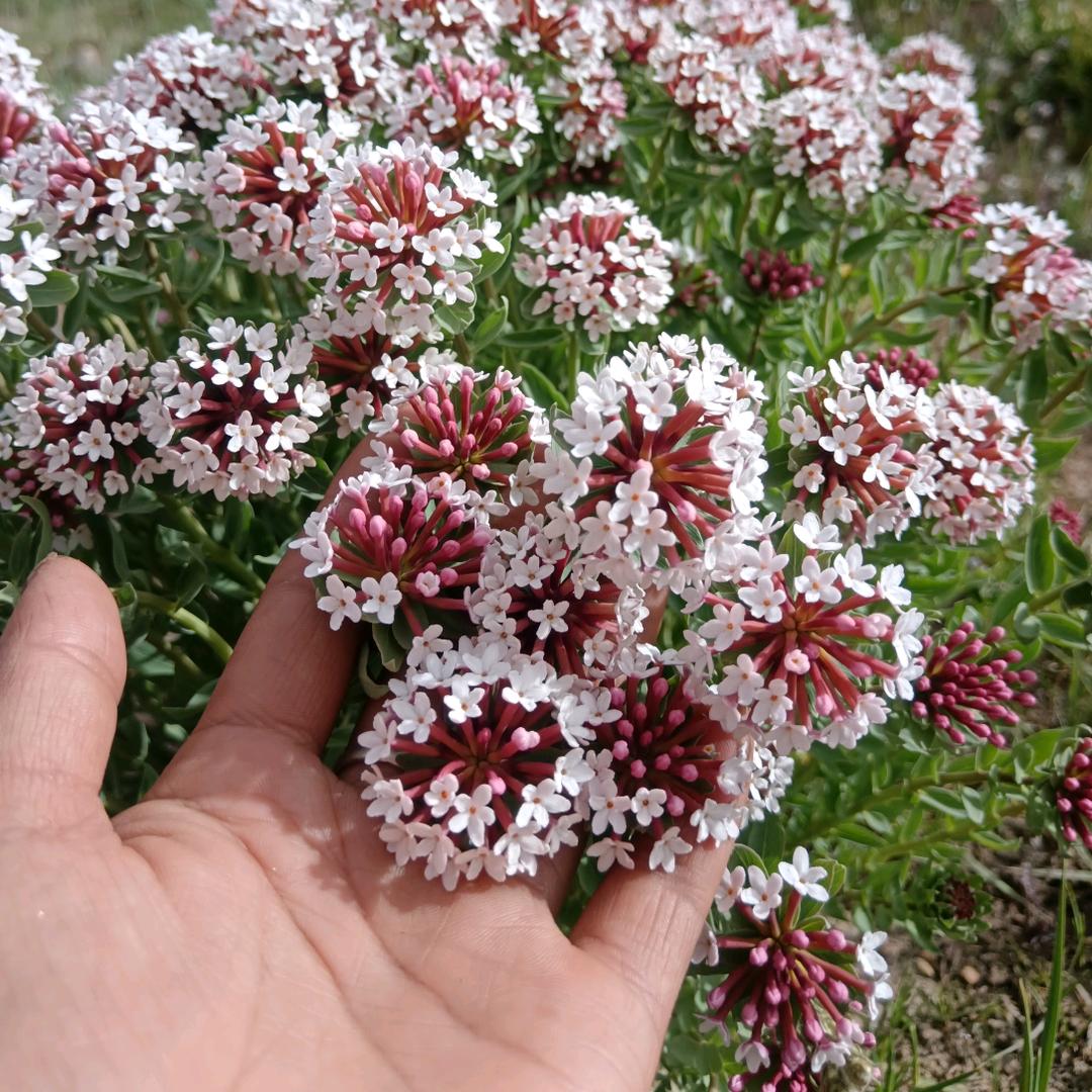 🍒ཚེ་仁🍃མཚོ་姆🍒