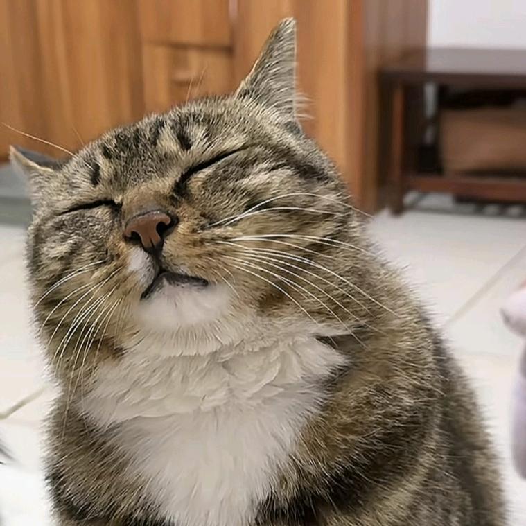 山隹🐯