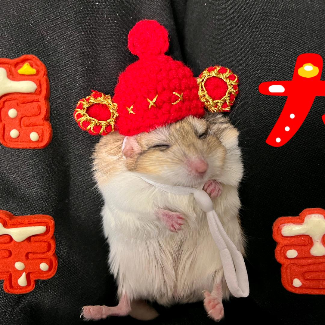 家有萌鼠很快乐