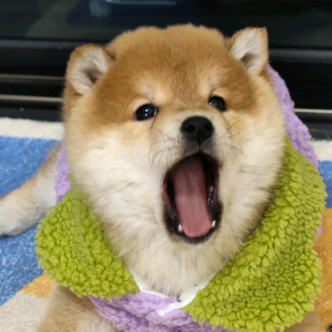 柴犬星黛露
