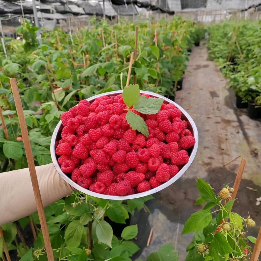 老万树莓蓝莓昆明分场