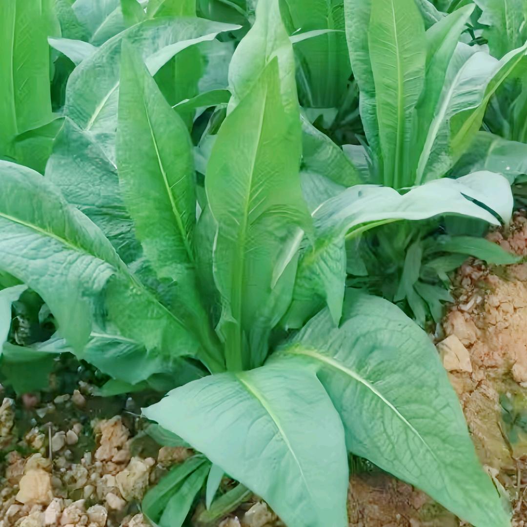 宇凌菜苗