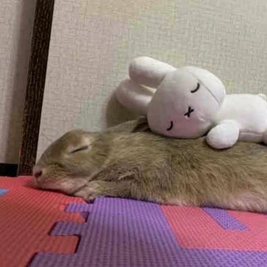 但是杨过