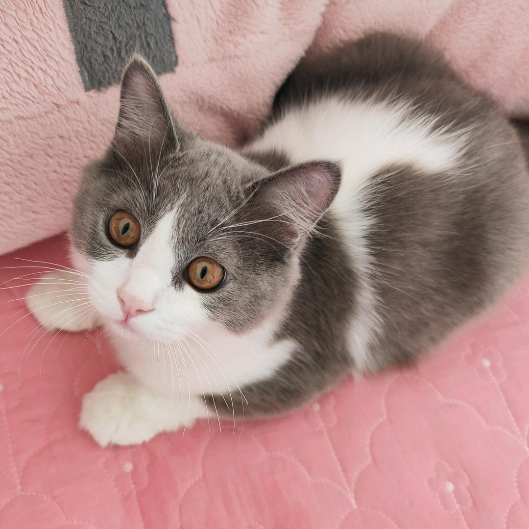 学猫叫喵喵喵