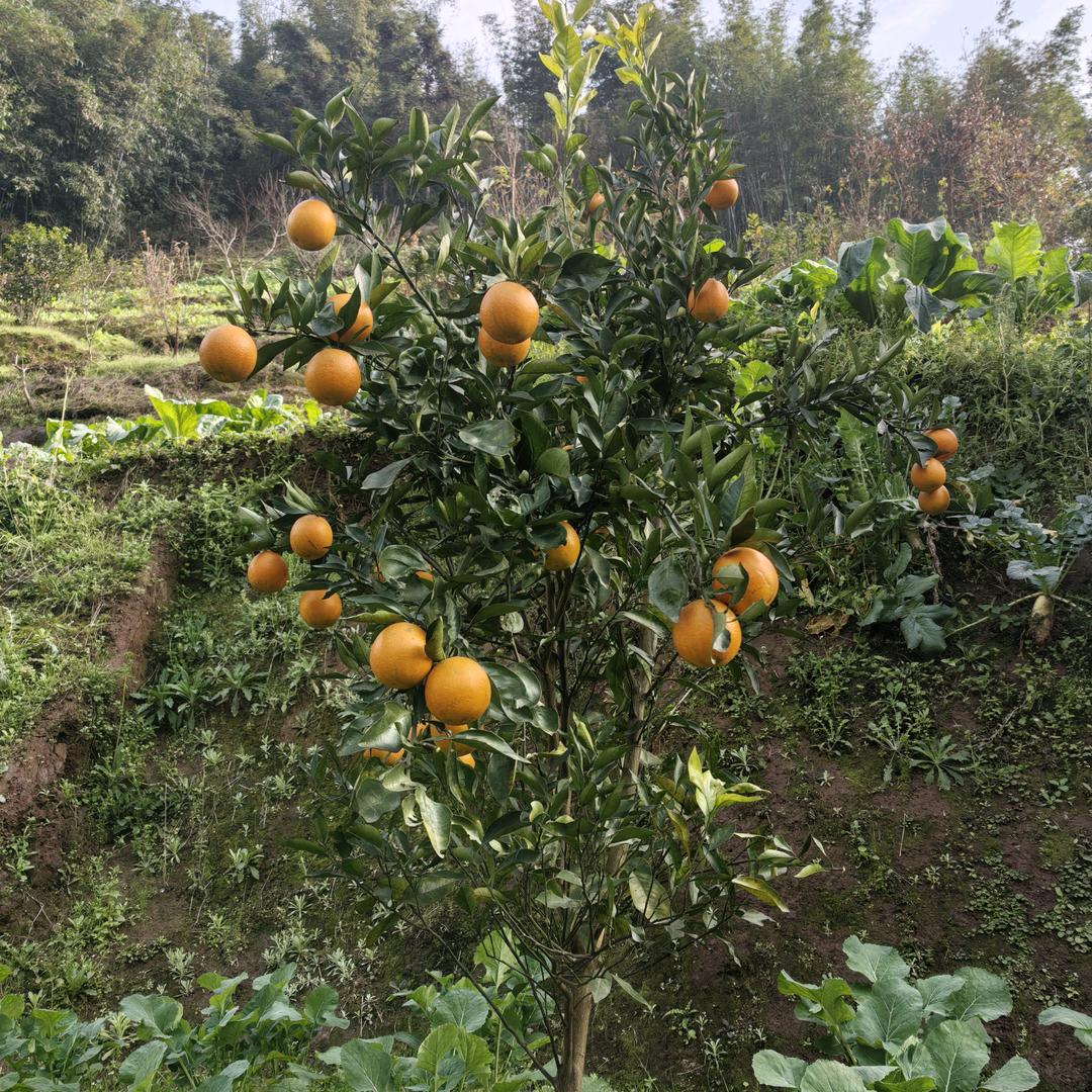 涂老三