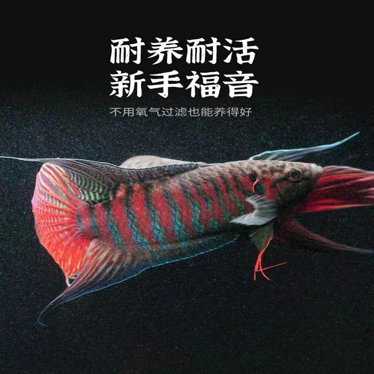 鸿顺国斗