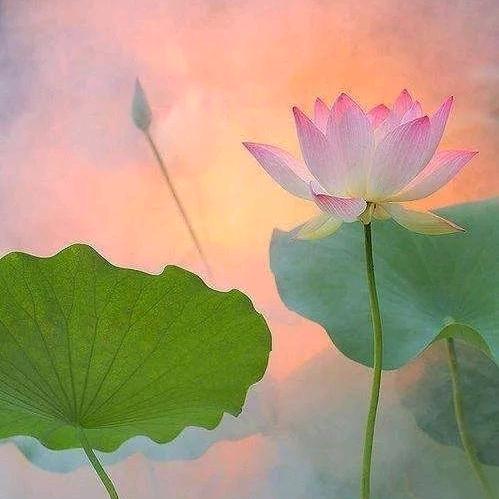招财喵喵