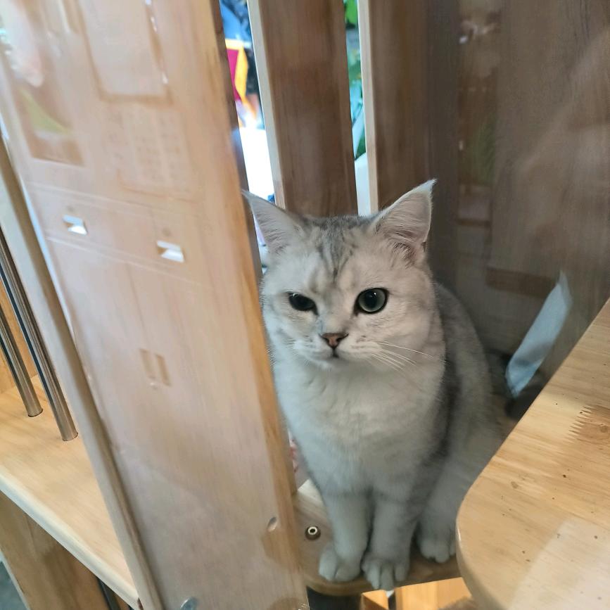 梦儿