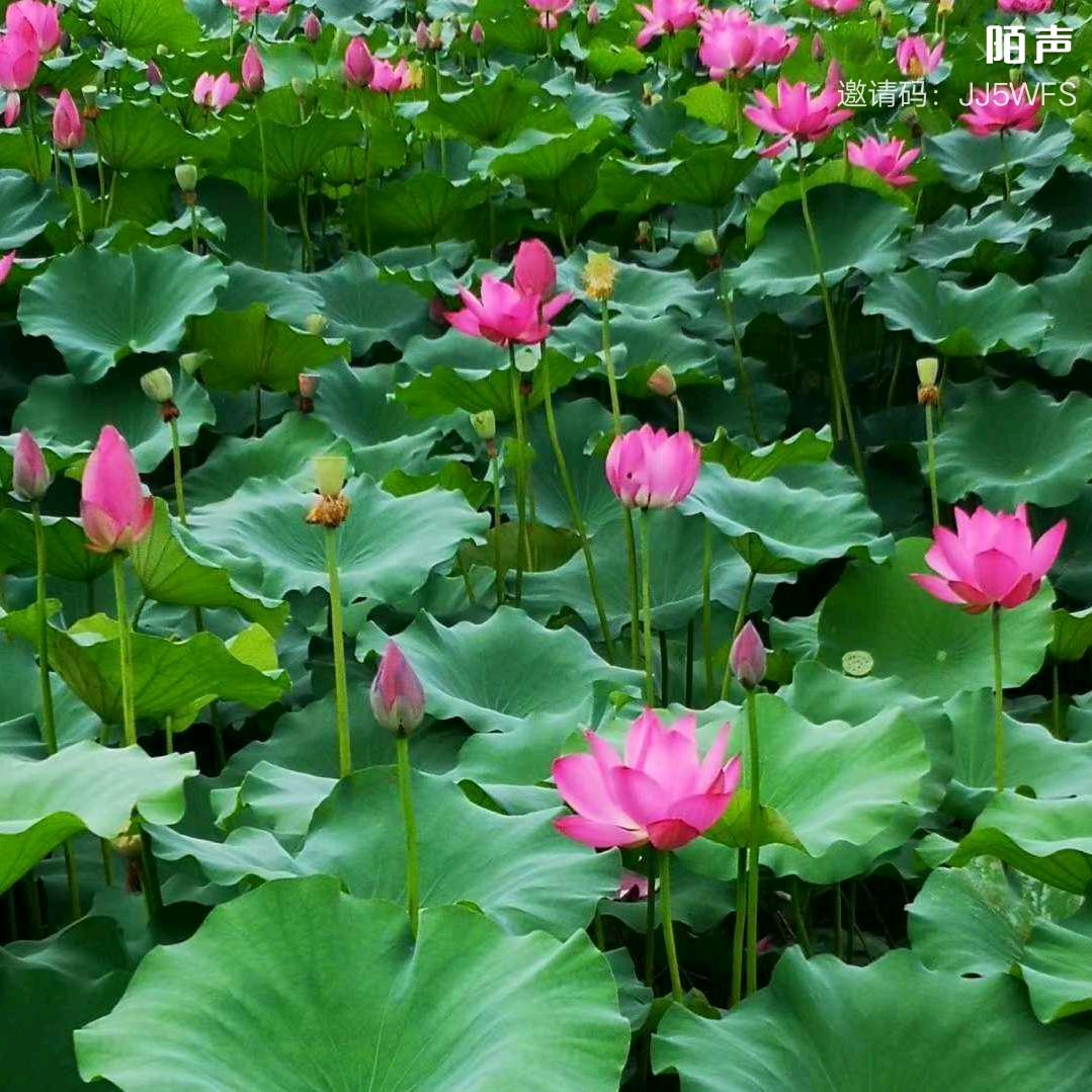 忠道歌