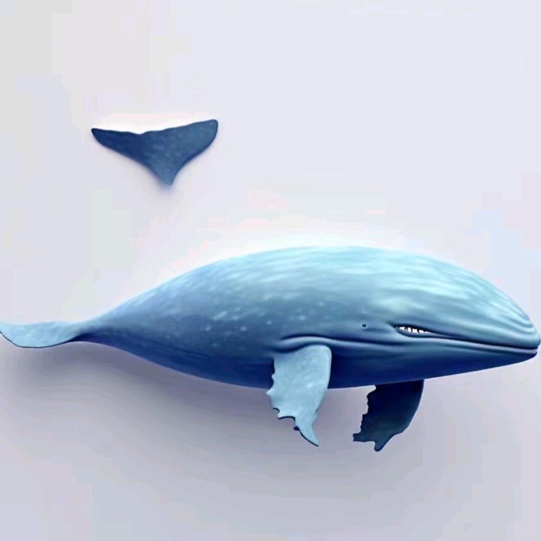 Y 先生～灰鲸🐳