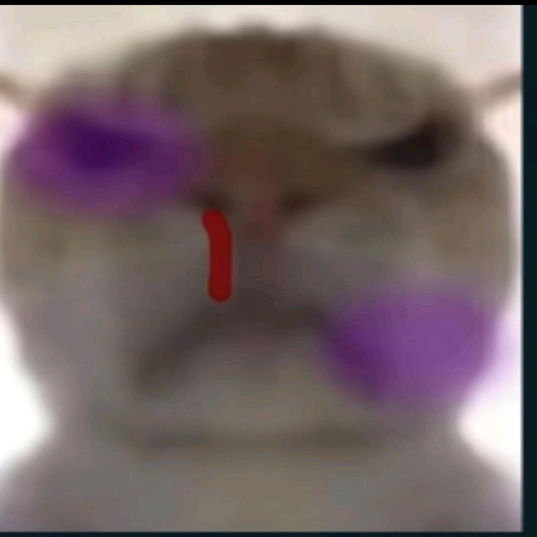 猛鼠出击