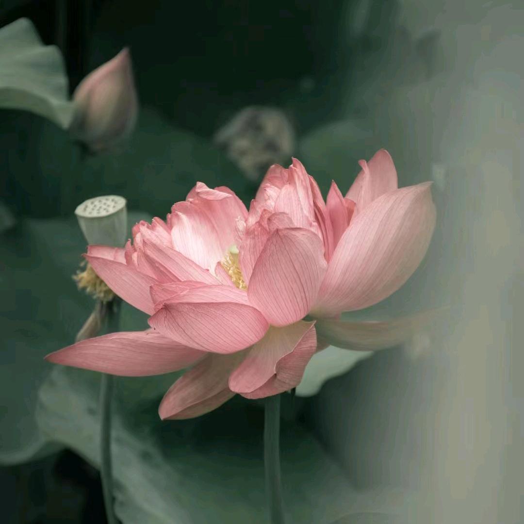 ……刘芳