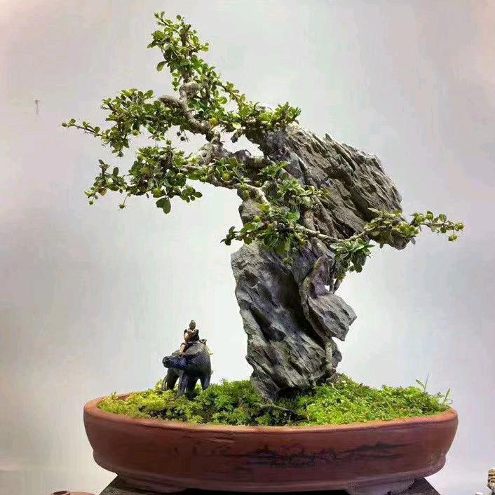 石美附石盆景