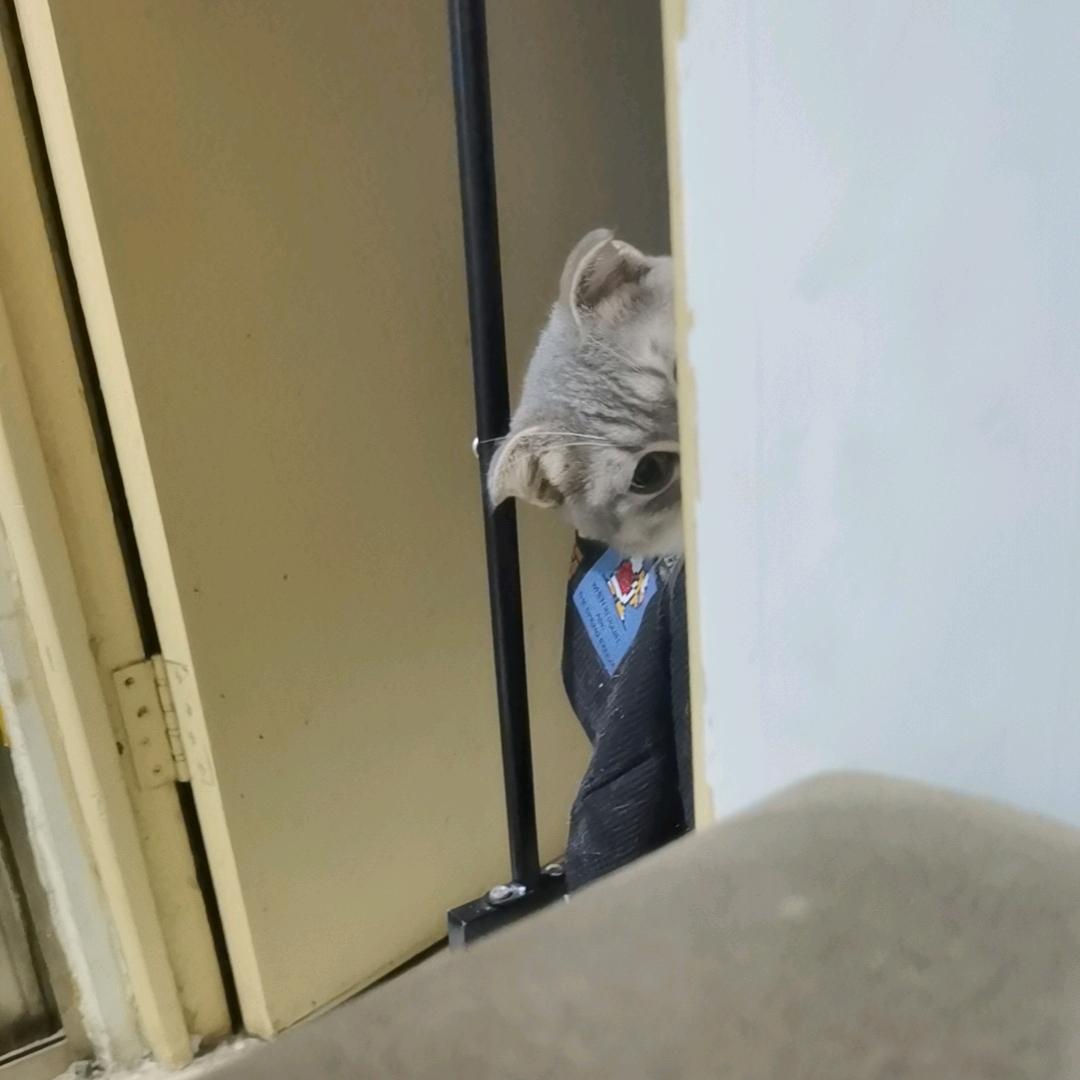 布丁家的小灰灰