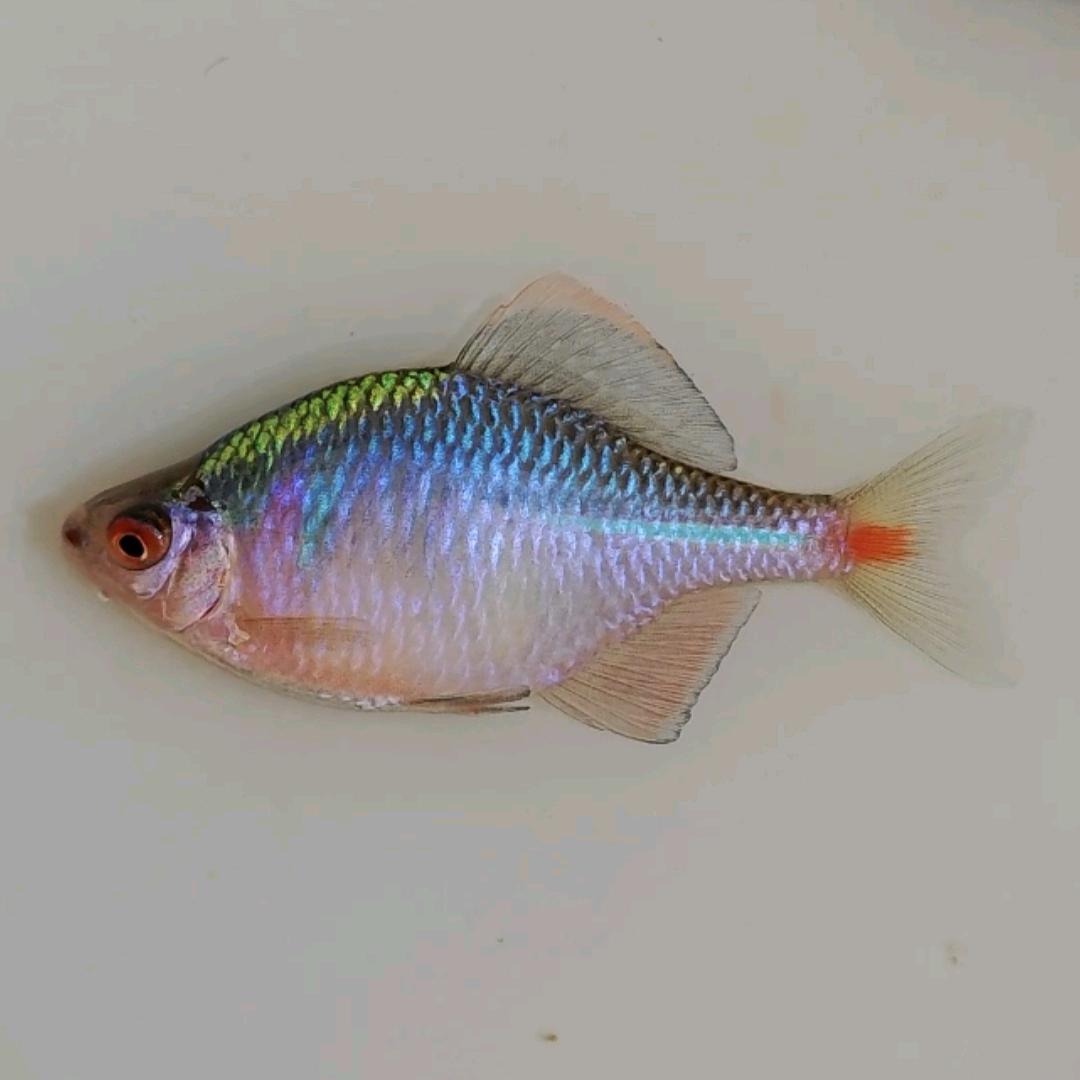 原生鱼啊辉