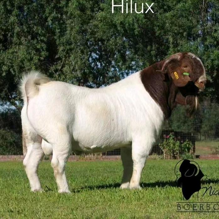 豫阳牧业【纯种波尔山羊】