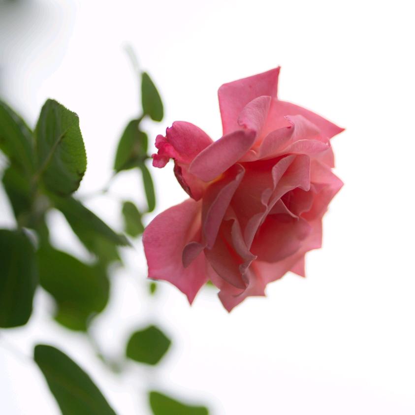 梧桐🌸