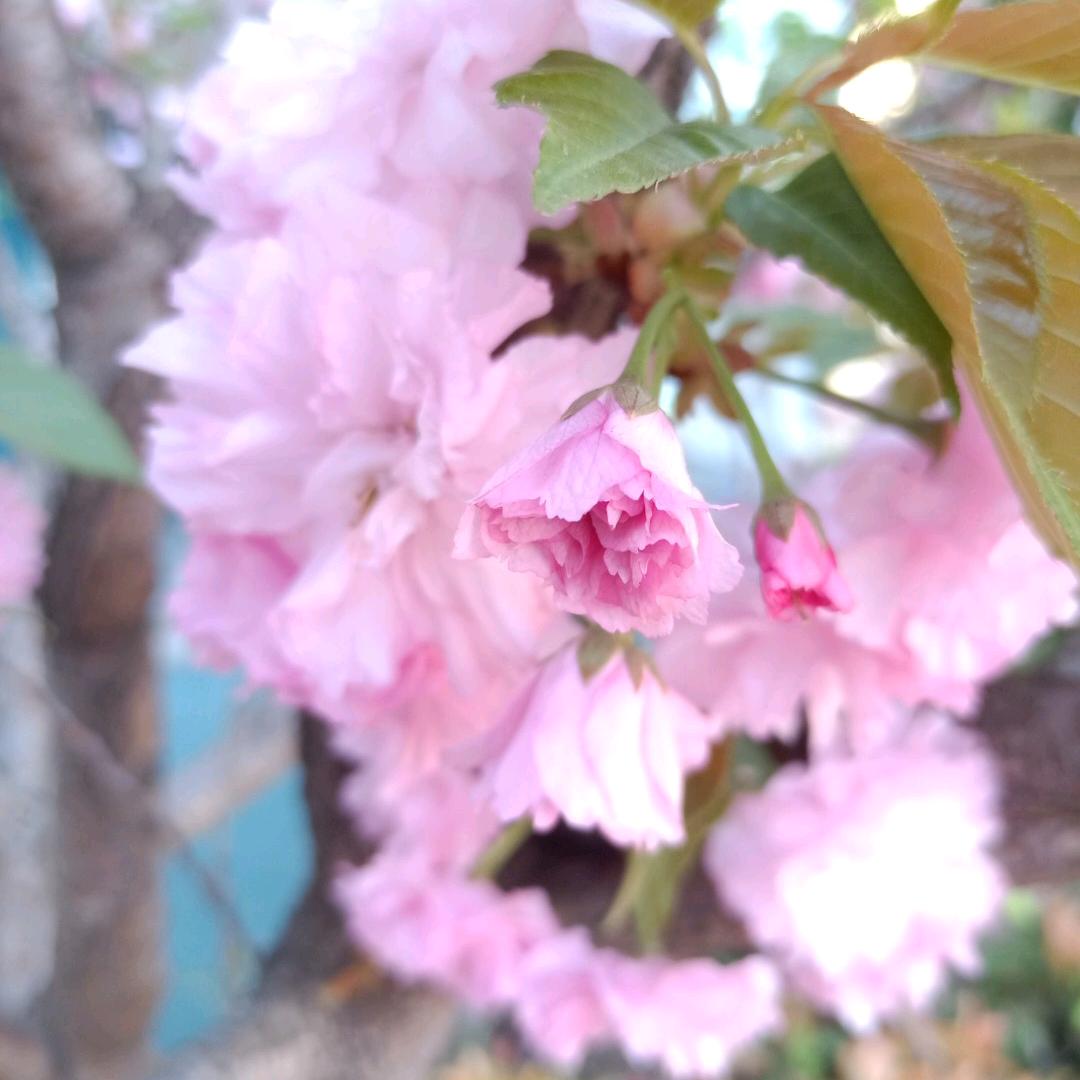 ᨳᩘ꧔枕星听梦