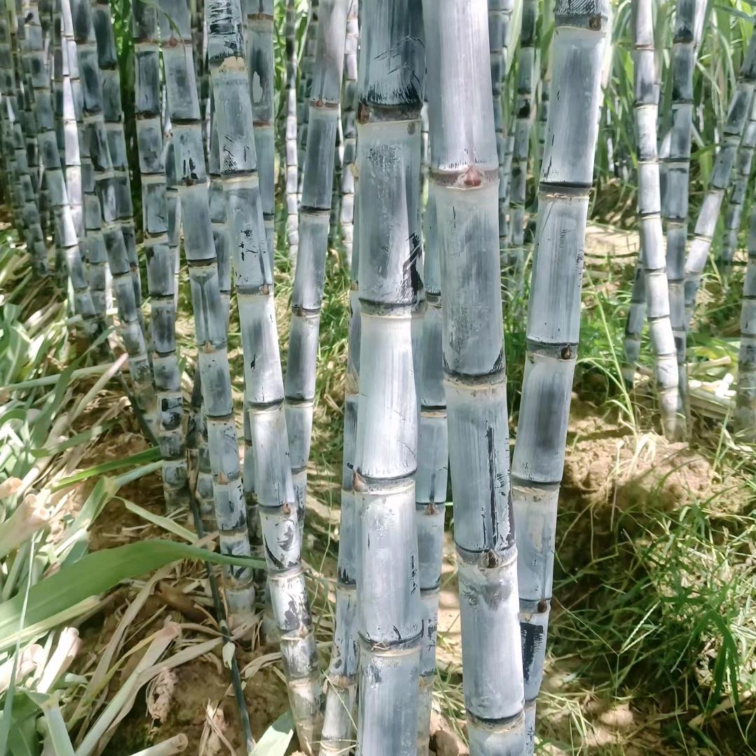 黑皮甘蔗种植日常