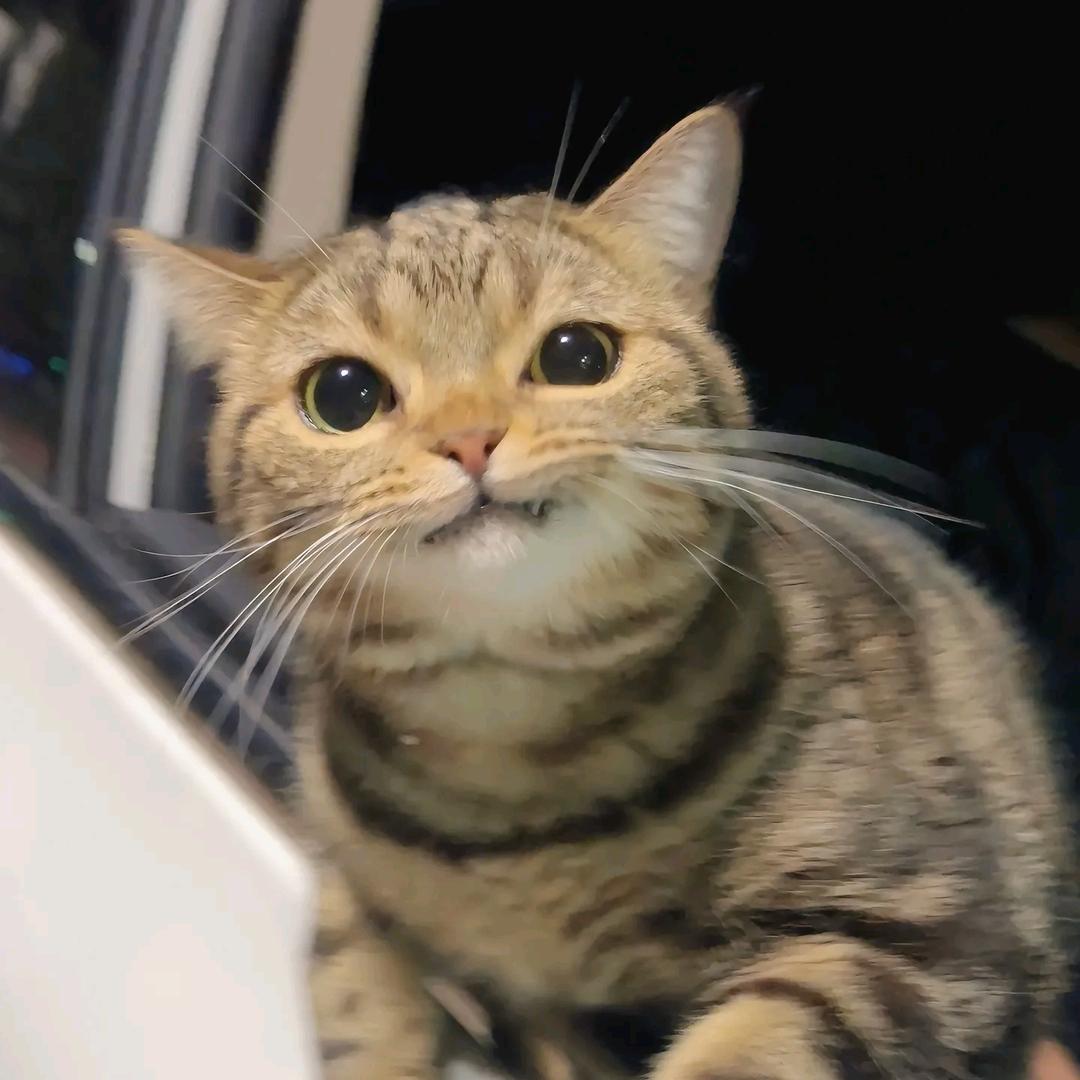 是恒恒吖