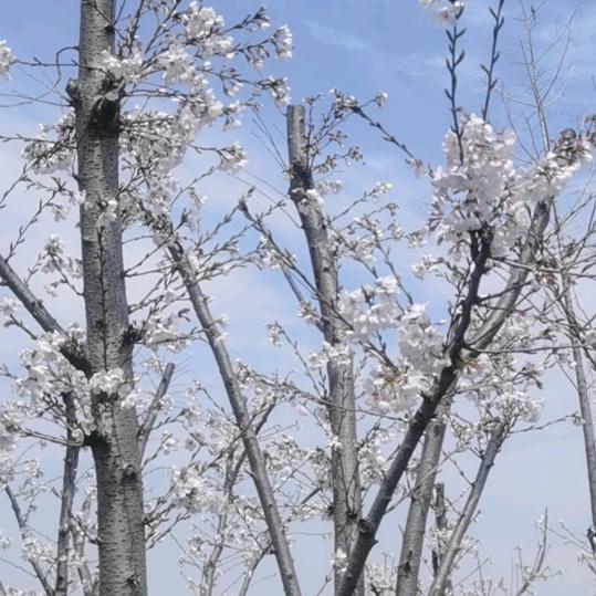 我老玩童