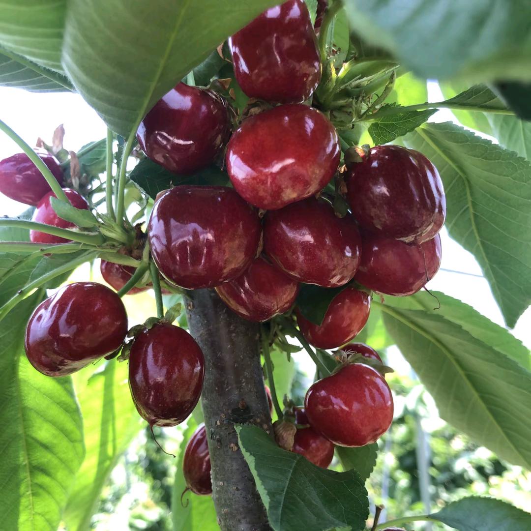 河南洛阳大樱桃🍒