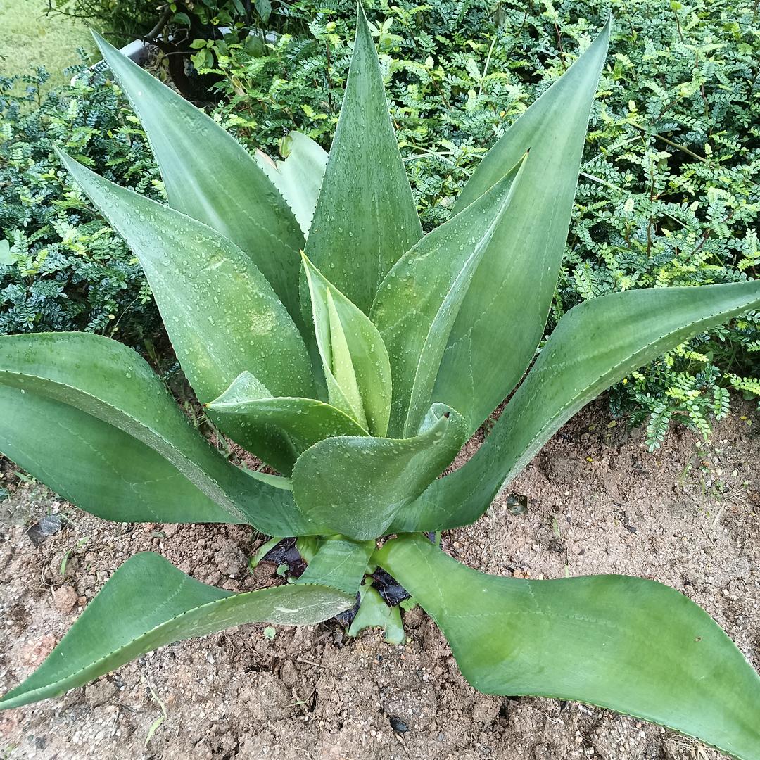 随缘吧