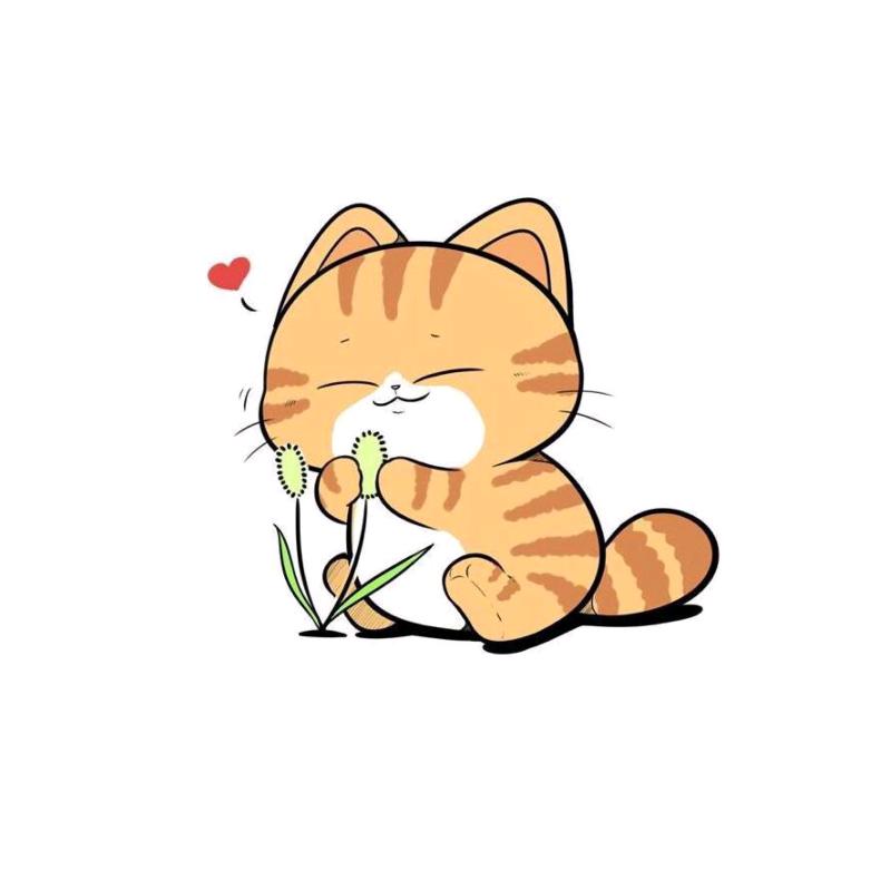 猫宝