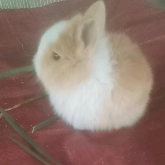 立立宠物兔