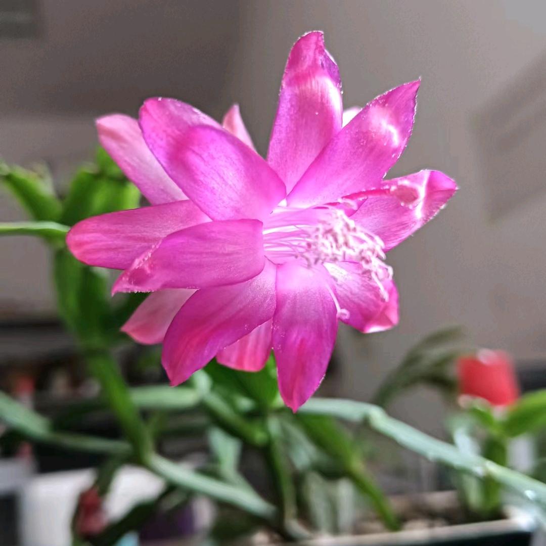 一轮明月