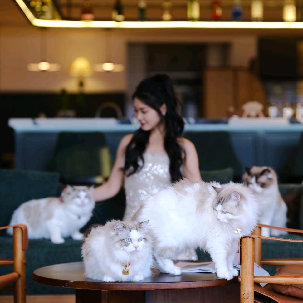 大理未岸inflow猫咖