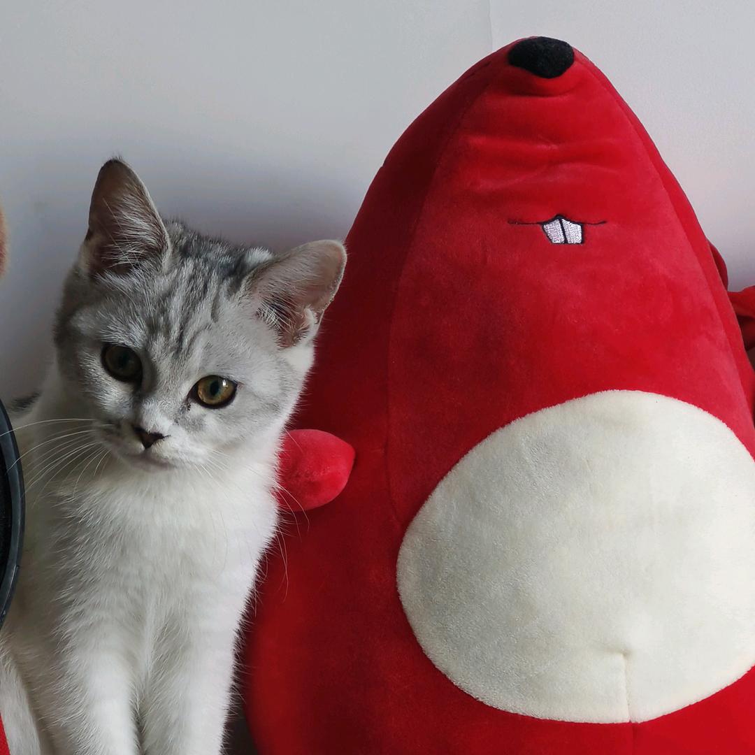 钢镚儿是只猫