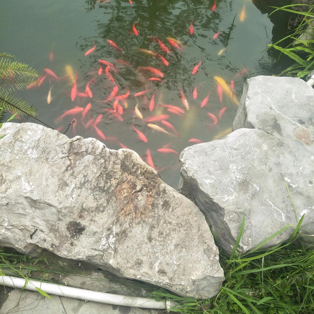 林杰