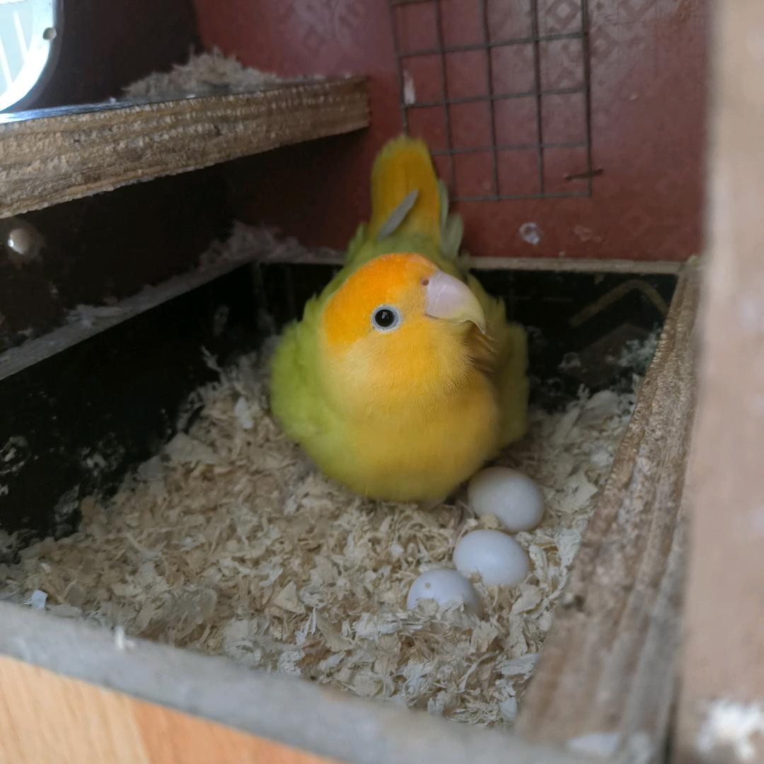 叽叽喳喳的萌宠乐园